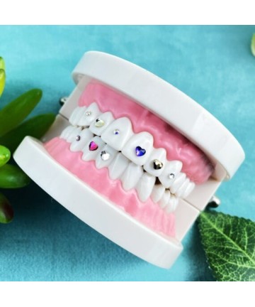 Zahnmodell für Zahnschmuck - übung und Display